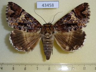 43458p Noctuidae Tolna Sp.  Sypnoides Madagascar