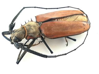 Callipogon Enoplocerus Armillatus Large 10.  2 Cm Beetle Cerambycidae Peru