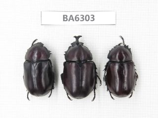 Beetle.  Xylotrupes Gideon Ssp.  Tibet,  Motuo County.  1m2f.  Ba6303.