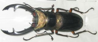 Lucanidae Cyclommatus Elaphus Male A1 69mm (indonesia)