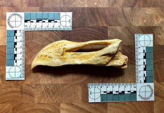 1:1 Scale Model Cast Of A Dodo Cranium And Beak