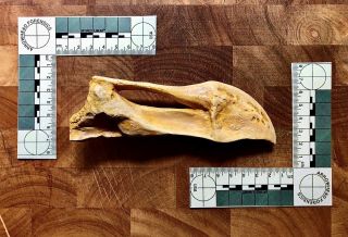 1:1 Scale Model Cast of a Dodo Cranium and Beak 2