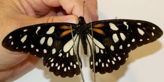 Papilionidae Papilio Rex Ssp? Rare From Esat Usambara Mts.  Tanzania
