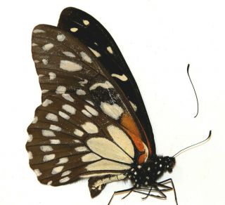 Papilionidae Papilio rex Ssp? RARE From Esat Usambara Mts.  Tanzania 2