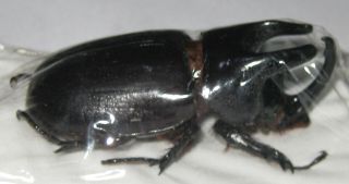 Dynastidae Scapanes Australis Australis Male A1 53mm (west Papua)