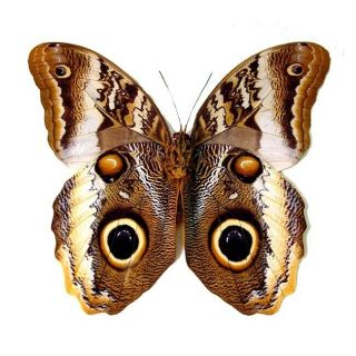Caligo Atreus Yellow - Edged Giant Owl Butterfly Taxidermy Real Insect Unmounted