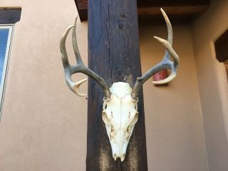 Whitetail Deer Skull 7 Point Professionally Cleaned,  Antlers,  Buck Horn
