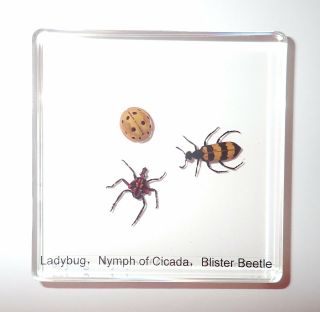 Ladybug & Cicda Nymph & Blister Beetle Set In 75x75x10 Mm Clear Square Slide