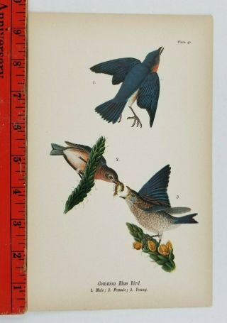 Vintage 1905 Common Blue Bird With Worm Plate Litho Art Print Paper 6x9 Inches