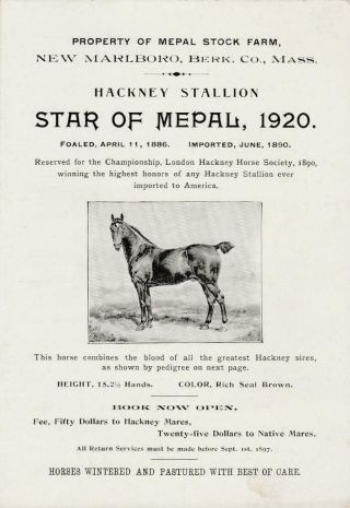 Hackney Stallion Star Of Mepal Marlboro,  Mass 1920 Horse Lineage Folded Card