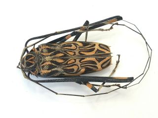 Harlequin Beetle Acrocinus Longimanus 6.  6cm Peru Cerambycidae Insect