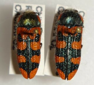 Dactylozodes Picta Pair Chile Bp125 Buprestid Beetles Jewel Beetle Insect