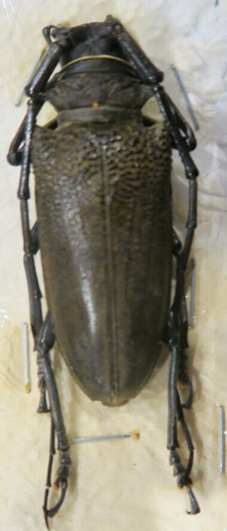 210214 Cerambycidae Batocera Laena Sapho,  Kei Isl. ,  Indonesia,  48 Mm.  Jpg