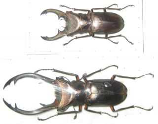 Lucanidae 2 Cyclommatus Elaphus Male A1 Big Male 73mm (indonesia)