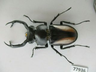 77916 Lucanidae: Rhaetulus Crenatus.  Vietnam North.  54mm