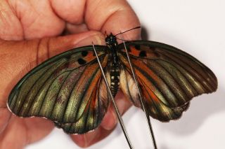 Nymphalidae Euphaedra Edwardsi Pair From Uganda