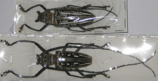 Cerambycidae Batocera Wallacei Wallacei Pair A1 Male 58mm (west Papua)