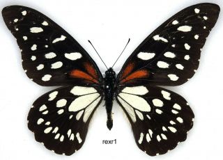 Butterfly - 1 X Mounted Scarce Male Papilio Rex Rex (good A1 -)