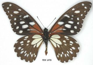 Butterfly - 1 x mounted SCARCE male Papilio rex rex (Good A1 -) 2