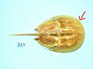 Real Horseshoe Crab Shell 7 - 1/4 ",  Sealife Beach Nautical Decor 21y