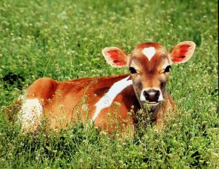 Baby Calf - Cow In Clover - Farm Animal Poster 9 " X 12 "