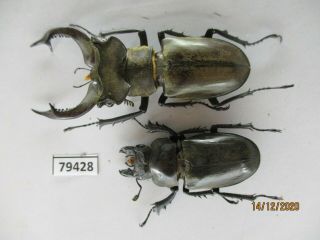 79428 Lucanidae: Lucanus Nobilis.  Vietnam.  Lai Chau.  61mm