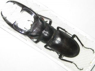 Lucanidae Hexarthrius Mandibularis Sumatranus Male A1 91mm (indonesia)