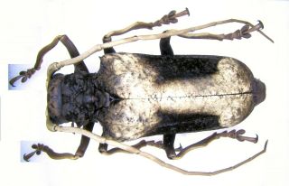Cerambycidae,  Petrognatha Gigas,  Pair,  Togo,  2440,  2853