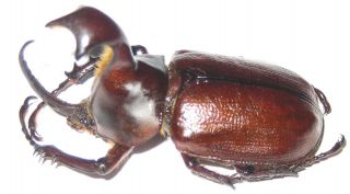 Dynastidae Golofa Claviger Male A1 (peru)