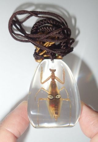 Insect Large Necklace Pointy Eye Mantis Creobroter Sp.  Specimen Sd12 Clear