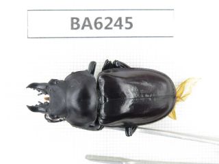 Beetle.  Neolucanus Sp.  Tibet,  Linzhi.  1m.  Ba6245.