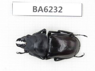 Beetle.  Neolucanus Sp.  Tibet,  Motuo County.  1m.  Ba6232.