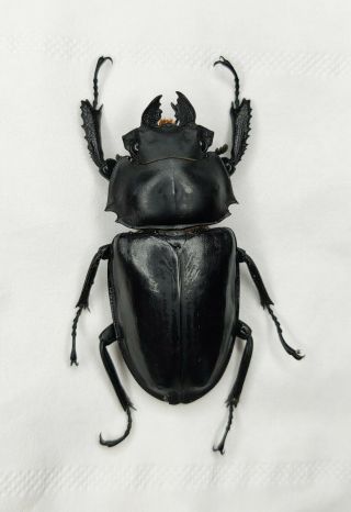 Lucanidae,  Neolucanus Sp,  56mm,  Fujian,  Rare,  China