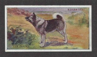 1923 Rare Uk Dog Art Rj Lea Chairman Cigarette Card Norwegian Elkhound