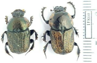 Scarabaeidae Cheironitis Eumenes S Kazakhstan Pair
