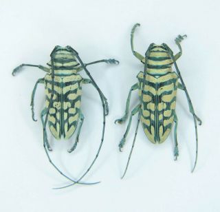 Sternotomis Bohemani Bohndorfi Pair (cerambycidae)