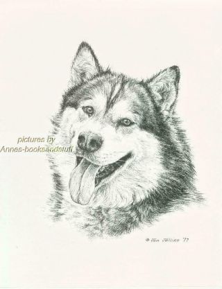 168 Alaskan Malamute Portrait Dog Art Print Pen & Ink Drawing By Jan Jellins