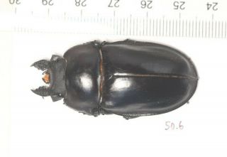 Lucanidae Neolucanus Sp.  F 50.  6mm Nw Yunnan
