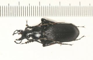 Carabidae Carabus Apotomopterus Sp.  Nw Yunnan (2)