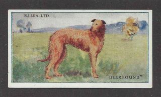 Rare 1923 Uk Dog Art Full Body Rj Lea Chairman Cigarette Card Scottish Deerhound