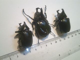 Insect/beetle/non Set/ B7045 Rhinoceros Xmas/beetle Xylotrupes Gideon X 3