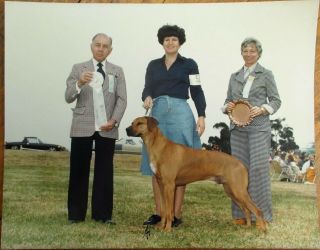 Rhodesian Ridgeback 1980 Champion Dog Show 8 X 10 Photograph / Photo
