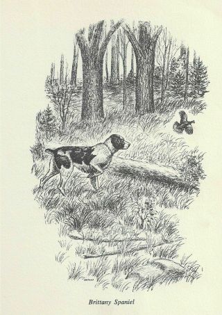 Brittany Spaniel - 1964 F.  W.  Davis Vintage Dog Print - Matted