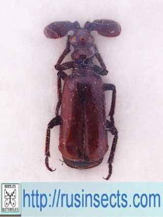 Carabidae,  Paussinae Paussus (catapaussus) Armatus Mali