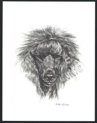 360 Black Standard Poodle Dog Art Print Pen And Ink Drawing Jan Jellins