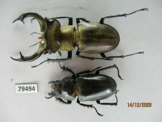 79494 Lucanidae: Lucanus Nobilis.  Vietnam.  Lai Chau.  60mm