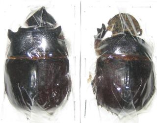 Scarabaeinae Heliocopris Bucephalus Pair A1 Male 51mm (indonesia)