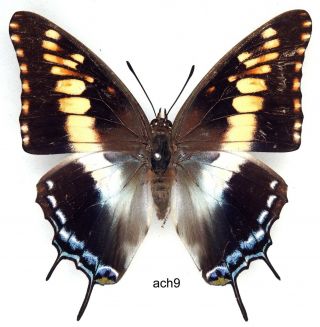 Butterfly - 1 X Mounted Female Scarce Charaxes Achaemenes Atlantica (good A1 -)