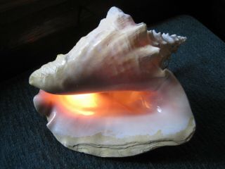 Vintage Large 9 " Queen Conch Shell Night Light Lamp Electric