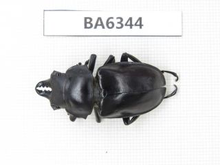 Beetle.  Neolucanus Sp.  Tibet,  Linzhi.  1m.  Ba6344.